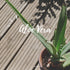 Aloe Vera Juice Pack | Box of 6